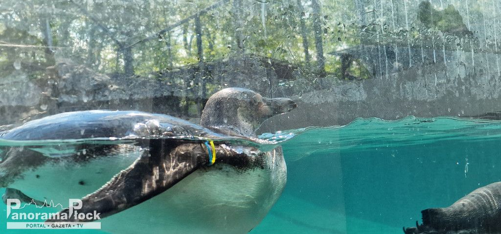 ZOO PŁOCK: Pingwiny Peruwiańskie w nowym wybiegu [FOTO]