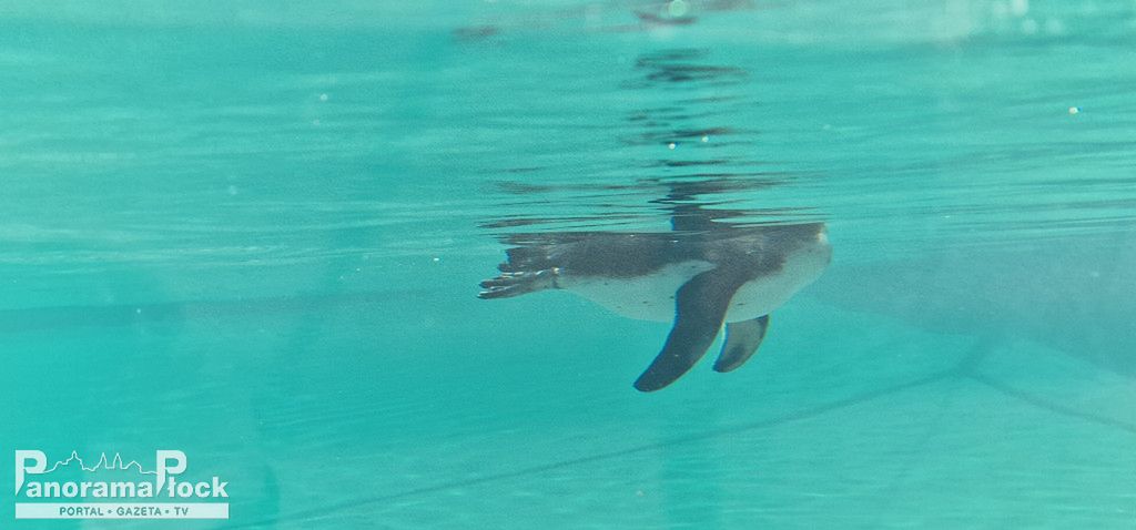 ZOO PŁOCK: Pingwiny Peruwiańskie w nowym wybiegu [FOTO]