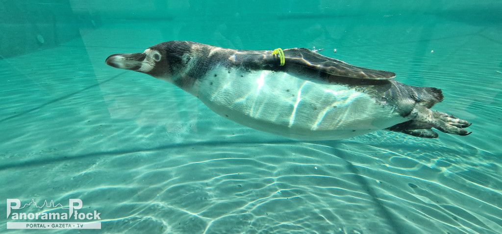 ZOO PŁOCK: Pingwiny Peruwiańskie w nowym wybiegu [FOTO]