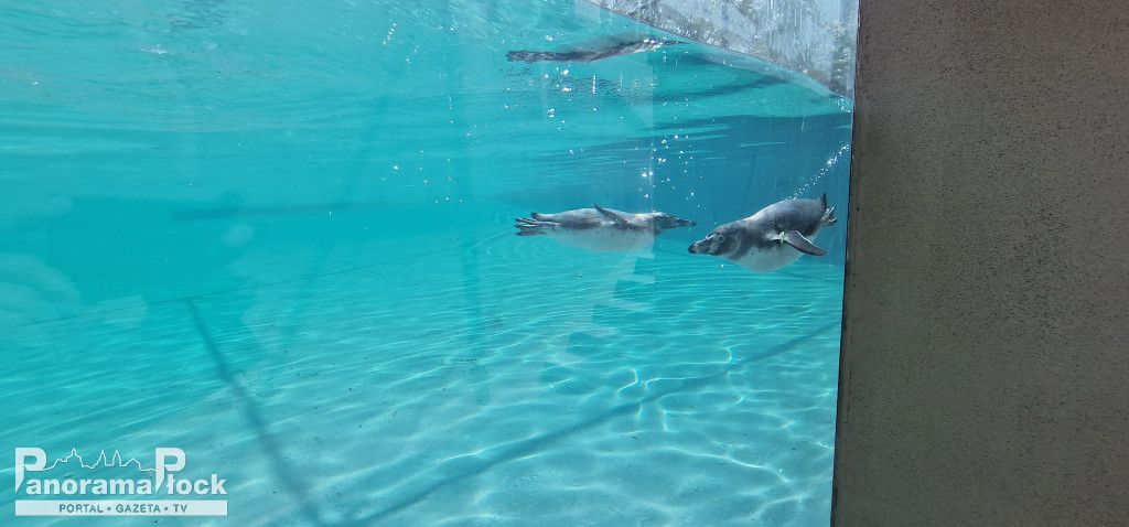 ZOO PŁOCK: Pingwiny Peruwiańskie w nowym wybiegu [FOTO]