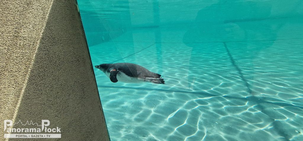 ZOO PŁOCK: Pingwiny Peruwiańskie w nowym wybiegu [FOTO]
