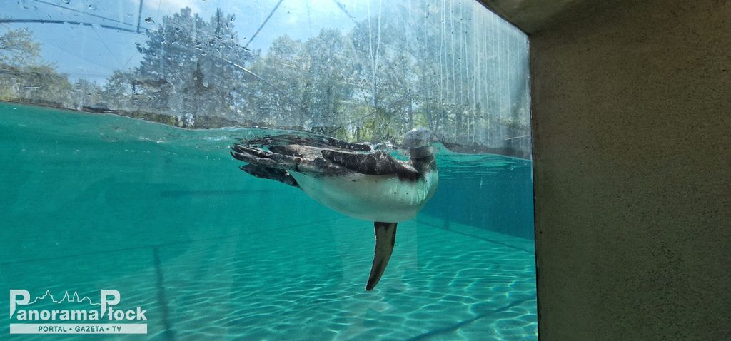 ZOO PŁOCK: Pingwiny Peruwiańskie w nowym wybiegu [FOTO]