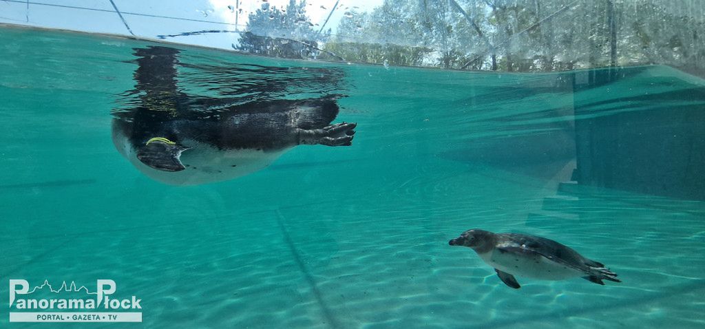 ZOO PŁOCK: Pingwiny Peruwiańskie w nowym wybiegu [FOTO]