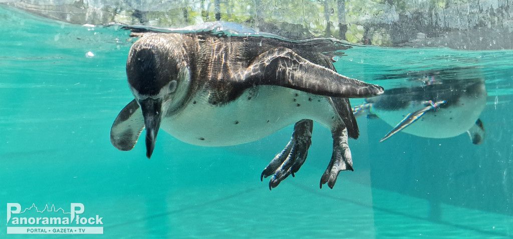 ZOO PŁOCK: Pingwiny Peruwiańskie w nowym wybiegu [FOTO]