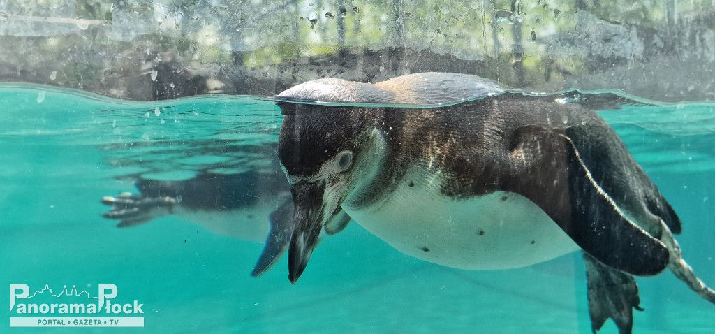ZOO PŁOCK: Pingwiny Peruwiańskie w nowym wybiegu [FOTO]