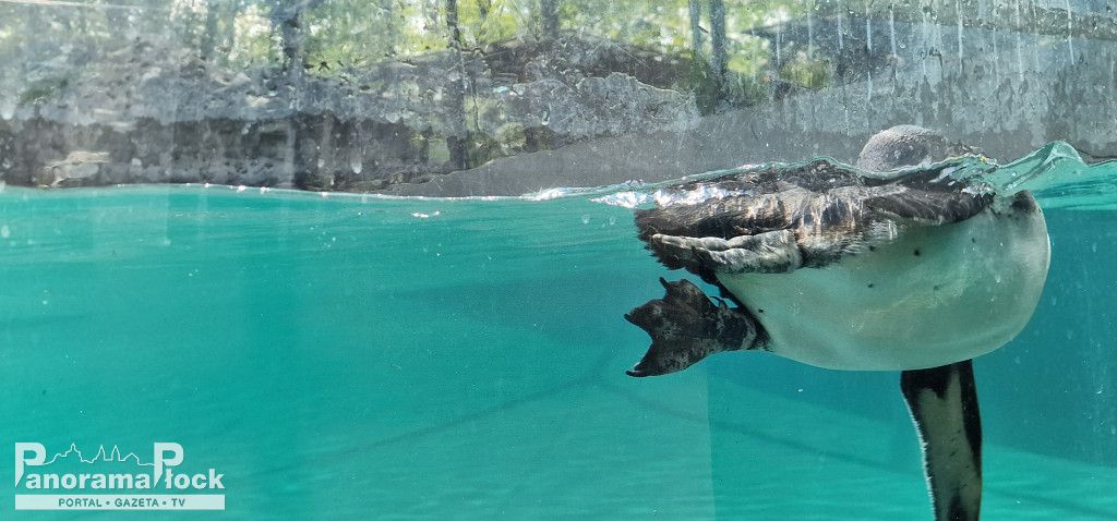 ZOO PŁOCK: Pingwiny Peruwiańskie w nowym wybiegu [FOTO]
