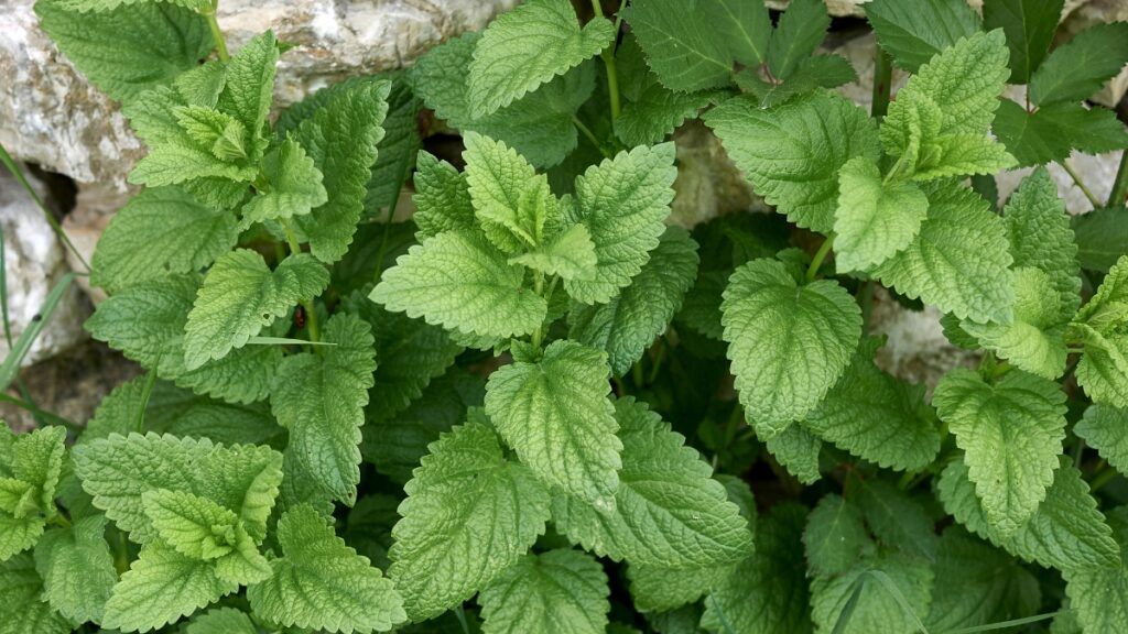 Melisa (Melissa officinalis)