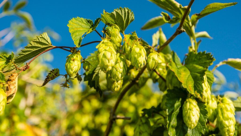Chmiel zwyczajny (Humulus lupulus)