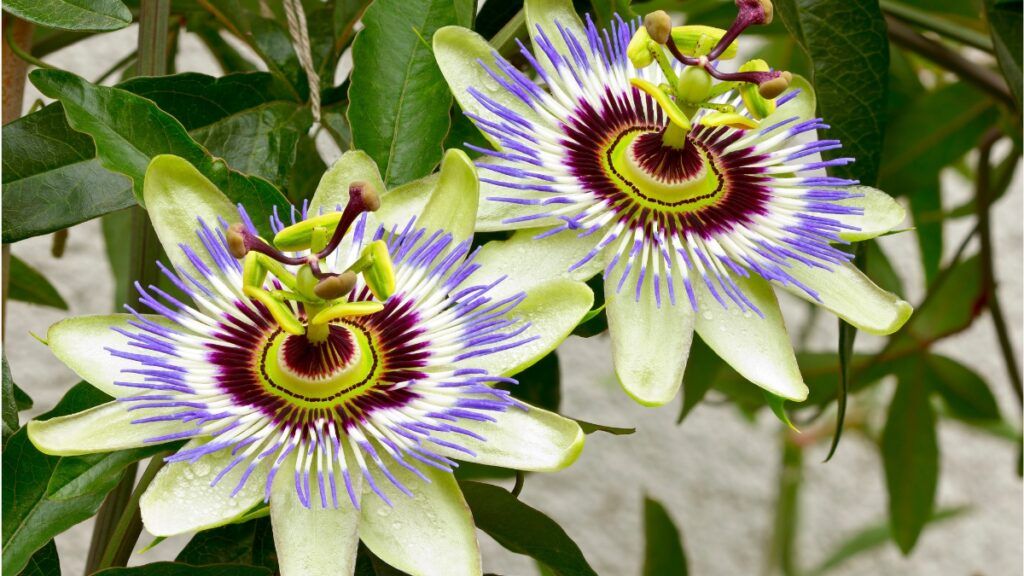 Passiflora na bezsenność (Męczennica cielista)