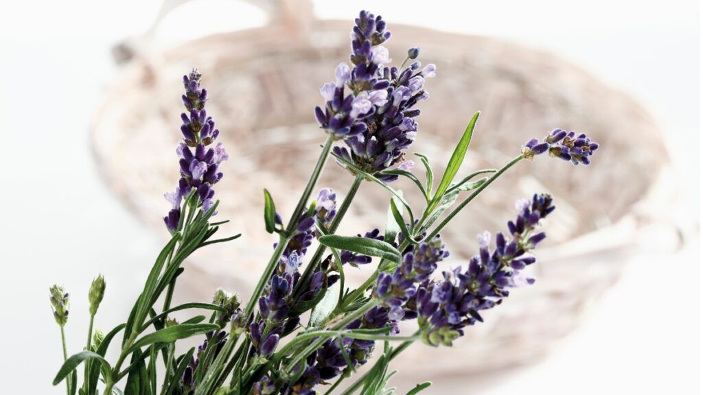 Lawenda wąskolistna na sen (Lavandula angustifolia)