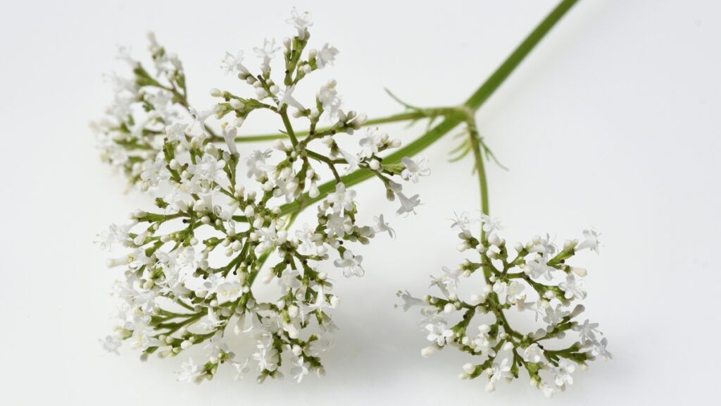 Kozłek lekarski, walerian (Valeriana officinalis)