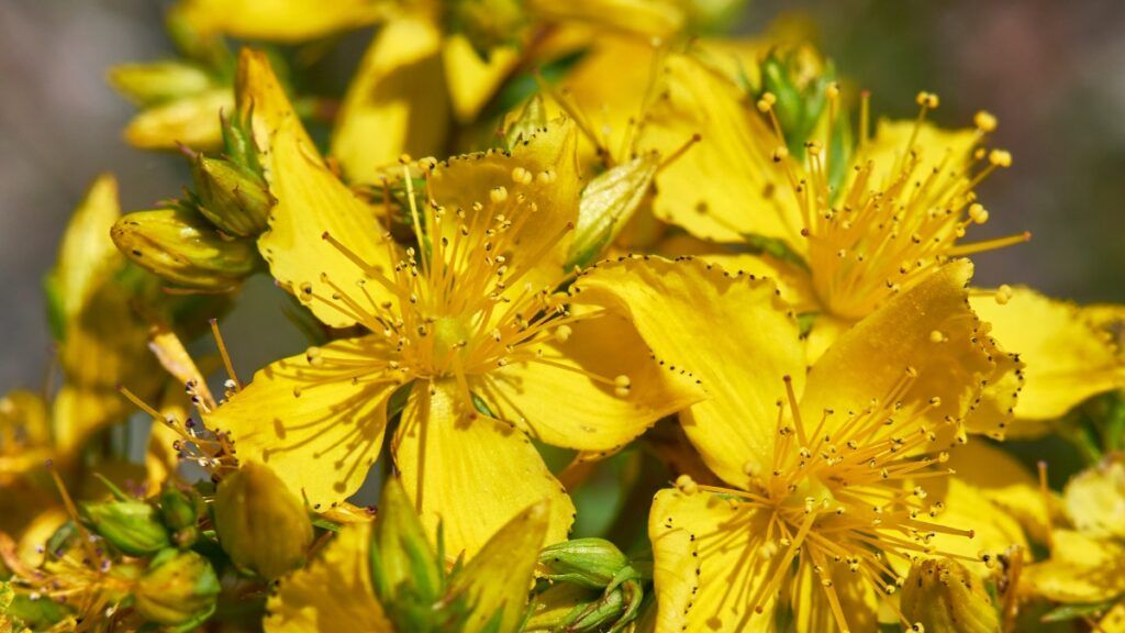 Dziurawiec zwyczajny (Hypericum perforatum)