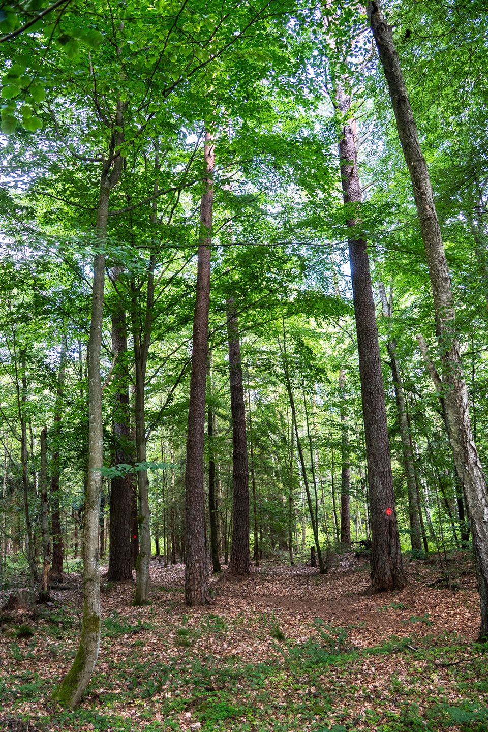 Rezerwat "Cisy" w Czarnem.