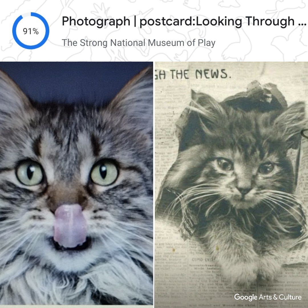 Google Pet Portrait Cat