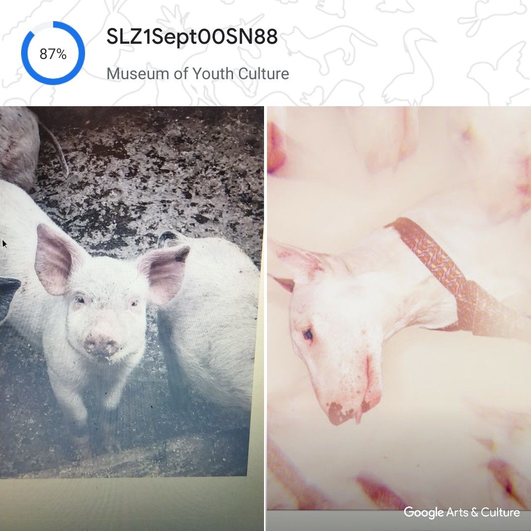 Google Pet Portrait pig