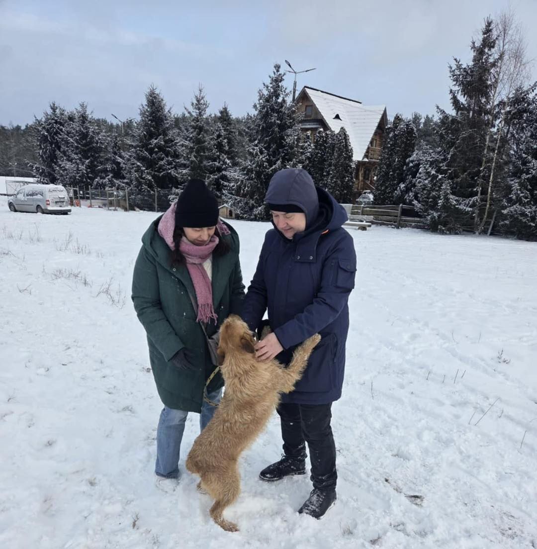 Akcja ratunkowa zwierzaków ze schroniska Kocham Psisko!