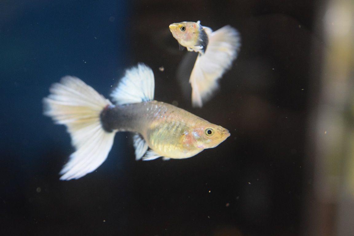 Mistrzostwa Europy i Polski Hodowców Gupika 2024