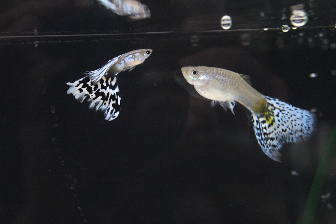 Mistrzostwa Europy i Polski Hodowców Gupika 2024