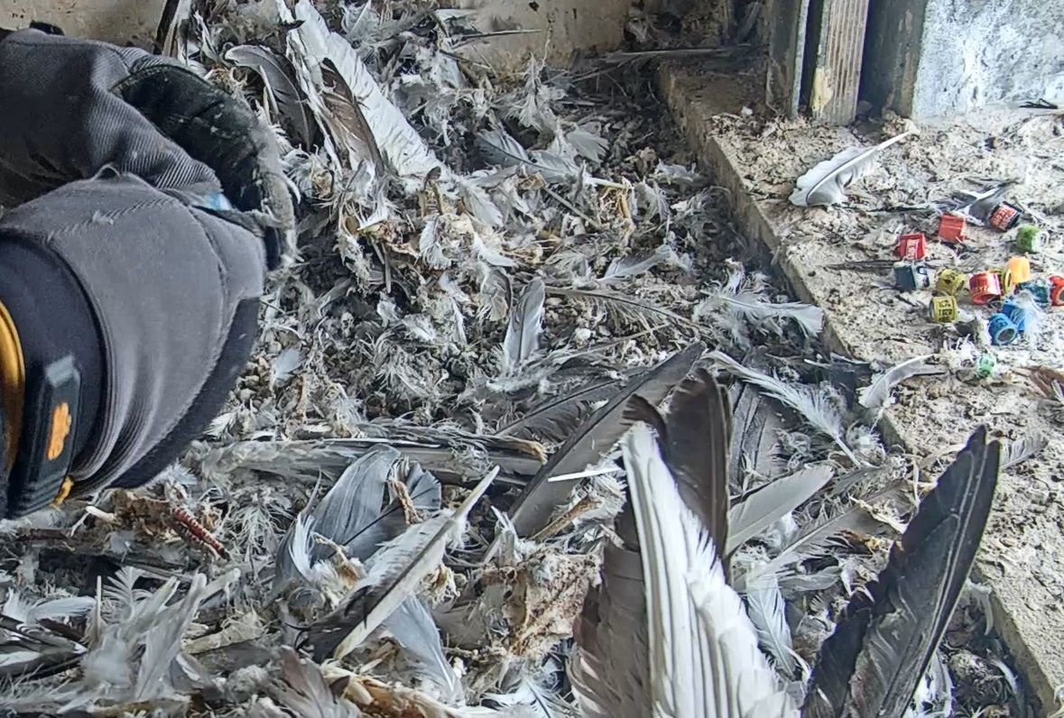 Budki lęgowe gotowe na przyjęcie lokatorów

