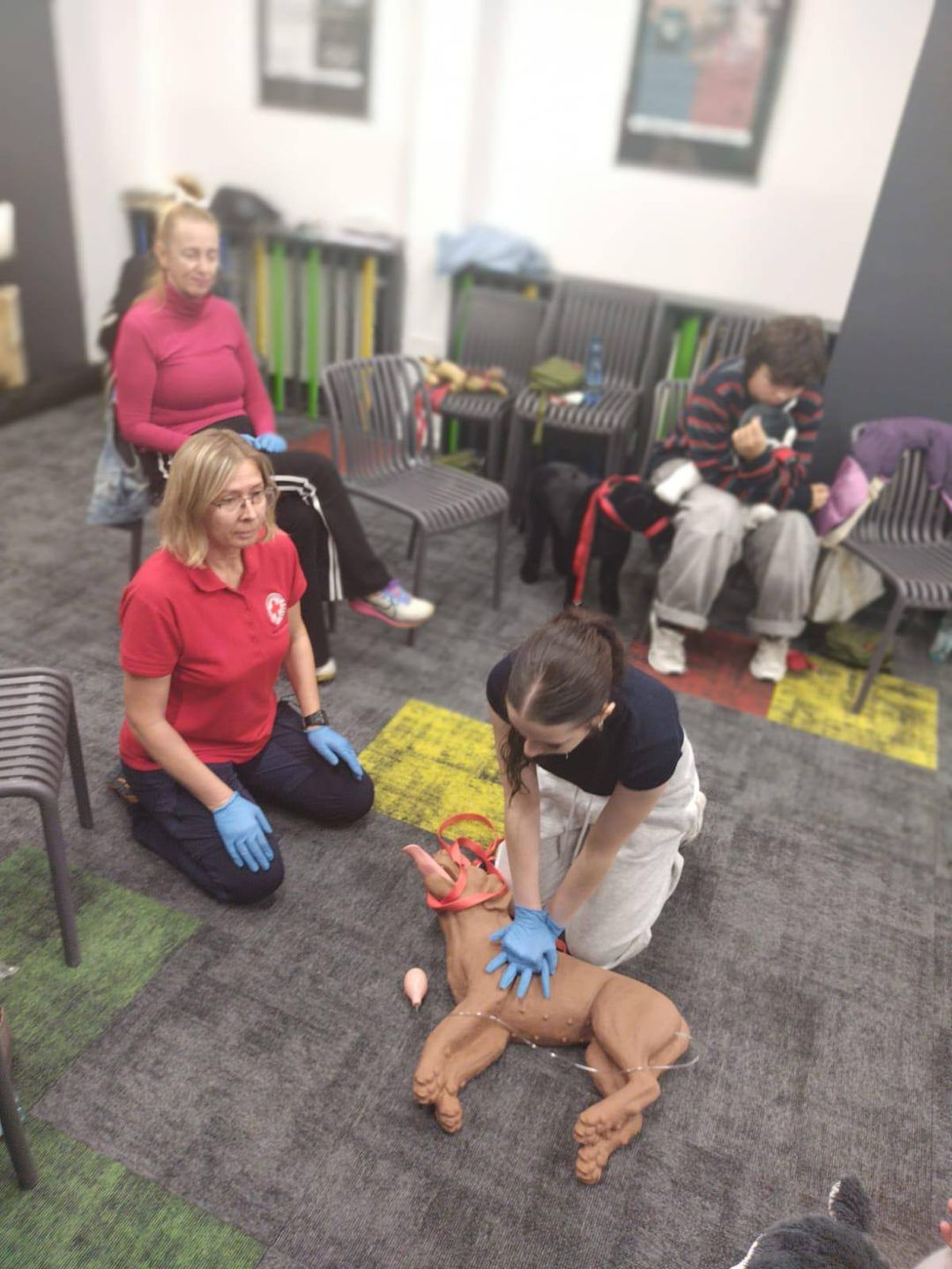 Pierwsza pomoc dla zwierząt 