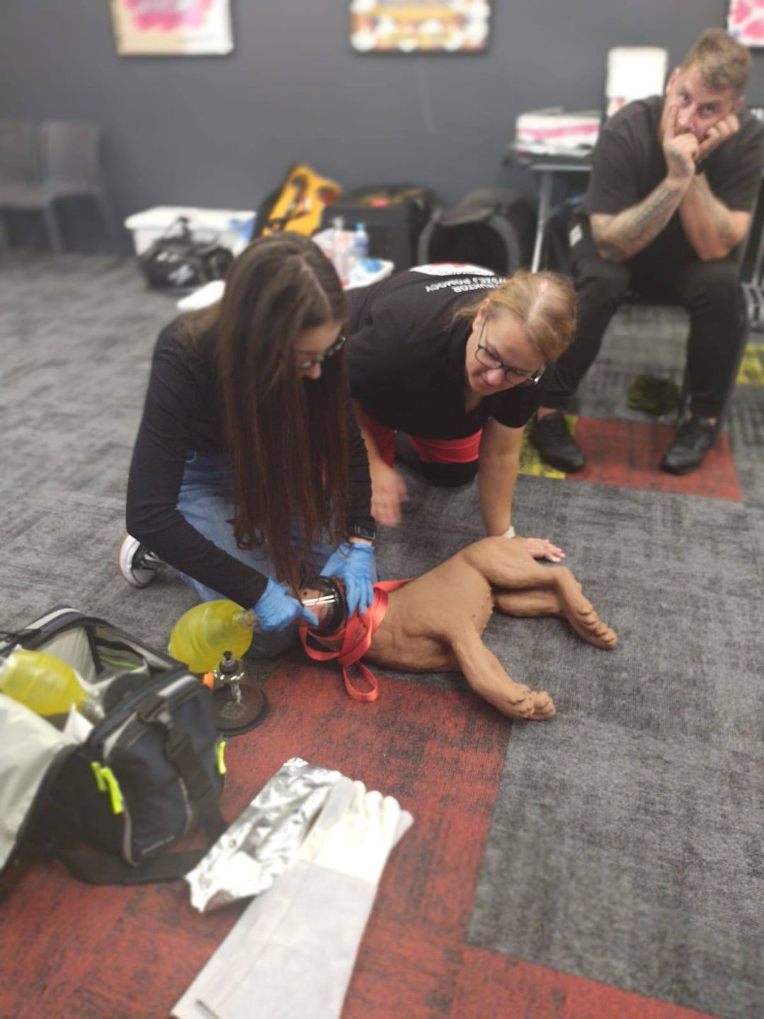 Pierwsza pomoc dla zwierząt 