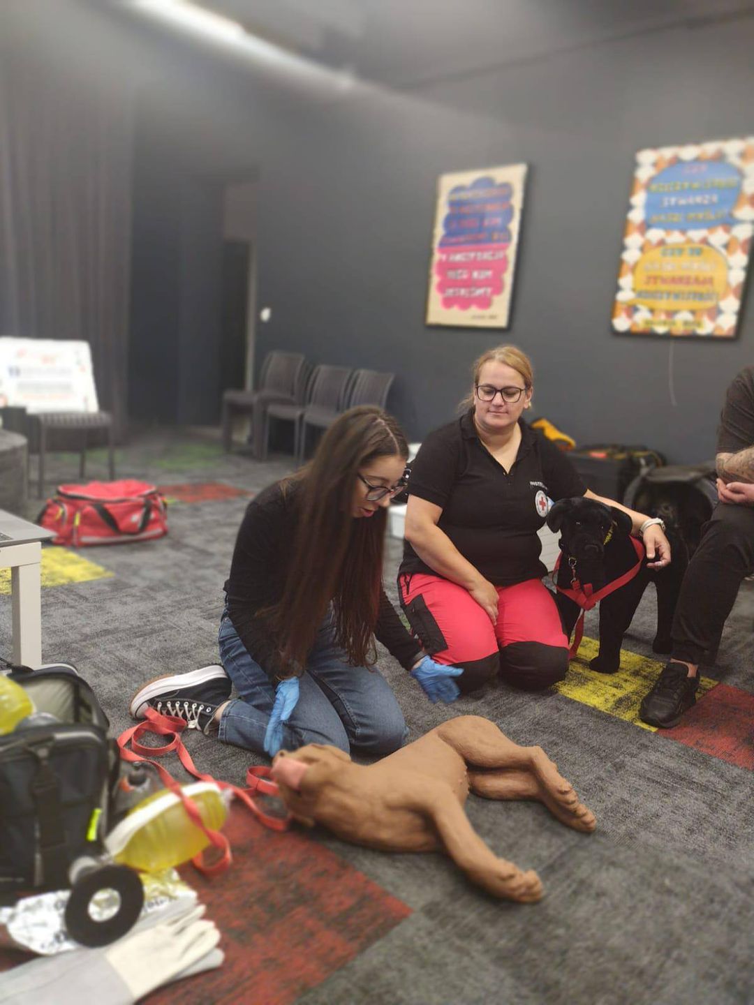 Pierwsza pomoc dla zwierząt 