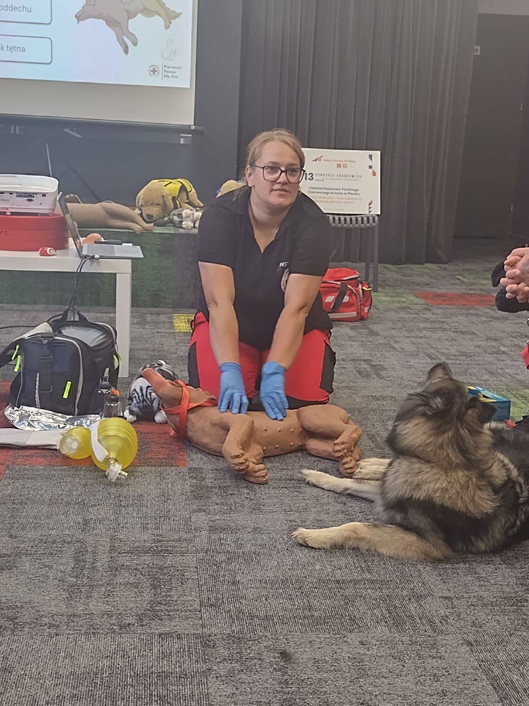 Pierwsza pomoc dla zwierząt 