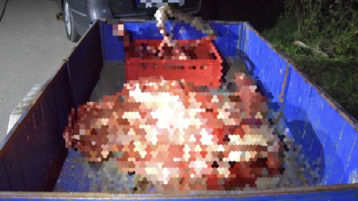 Przewoził tusze jelenia