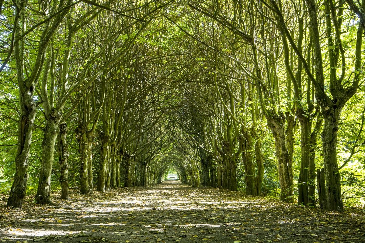 Miliony na ratowanie historii. Powiat poznański inwestuje w zaby