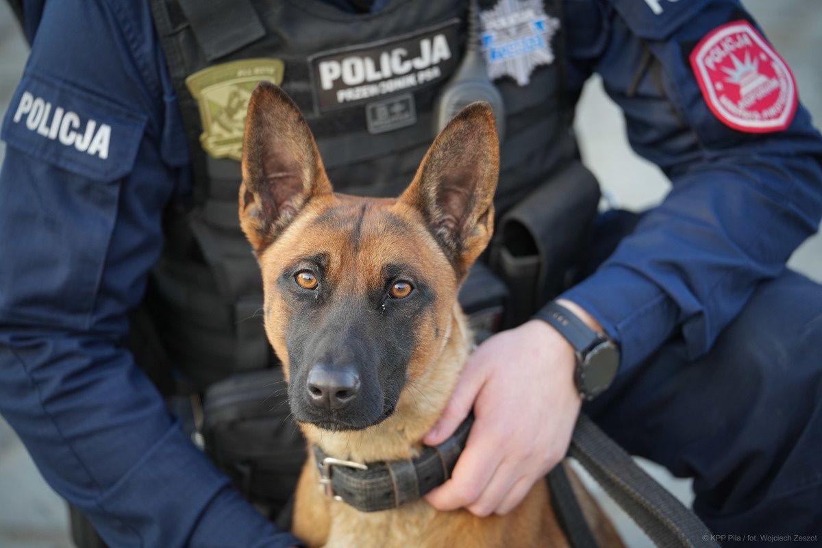 pies policyjny
