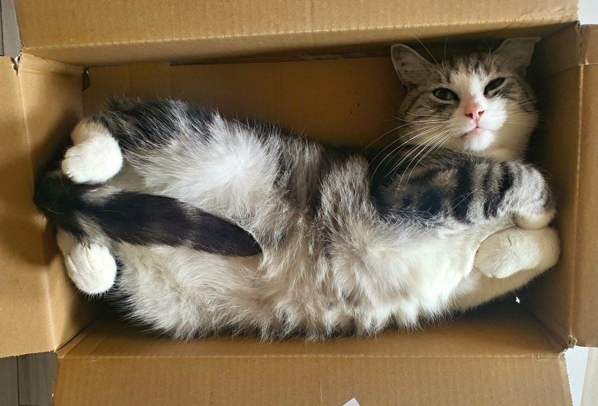 kot w pudełku