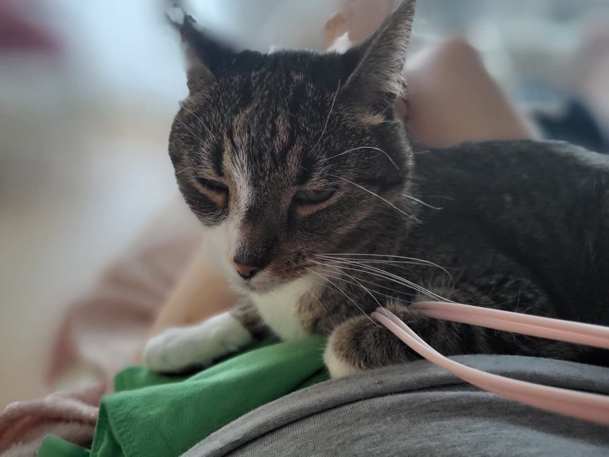 dla kotów drzemka to przyjemność