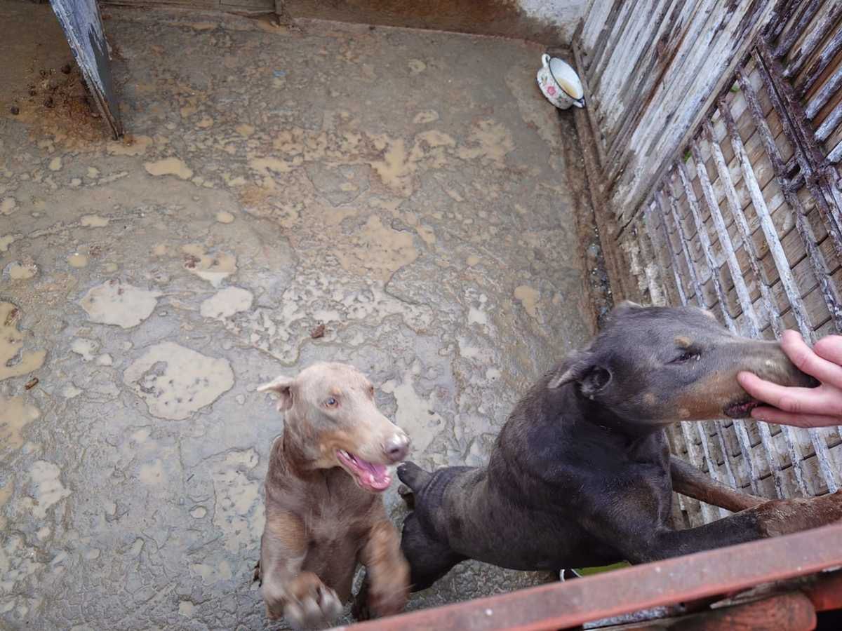 nielegalna hodowla psów