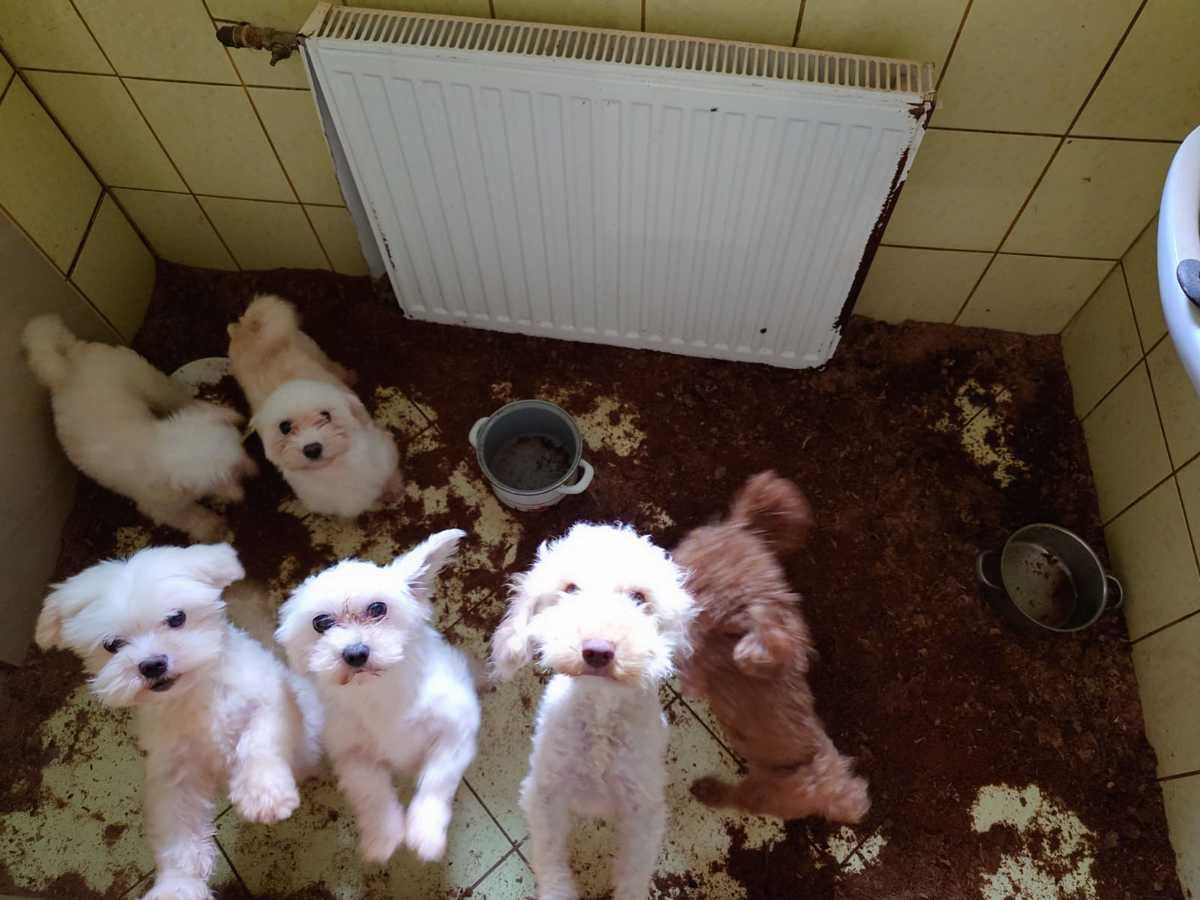 nielegalna hodowla psów