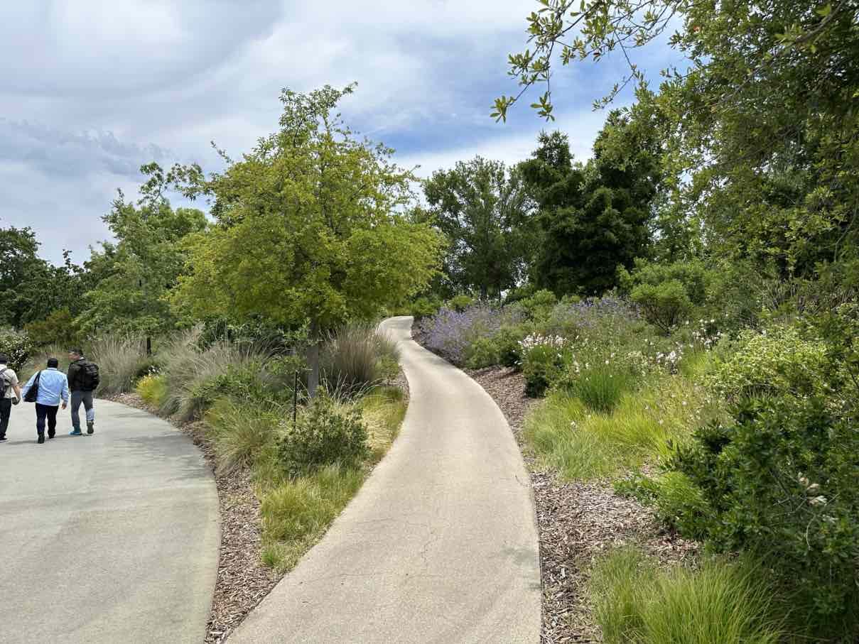 Apple Park drzewa