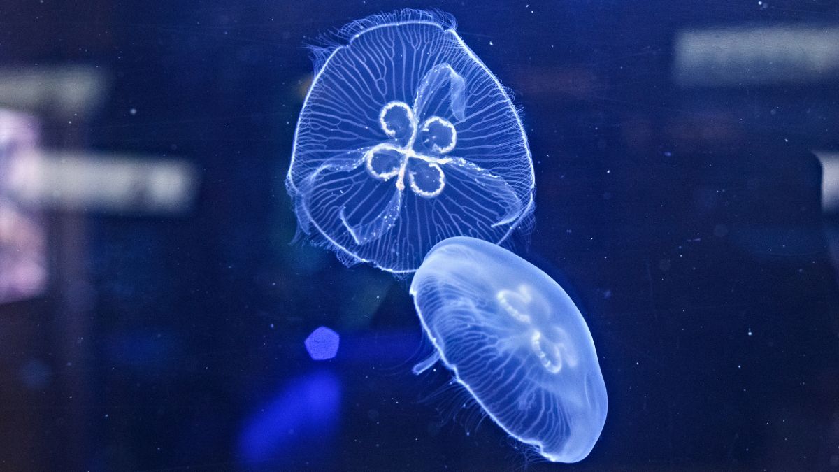 Meduzy w Akwarium Gdyńskim