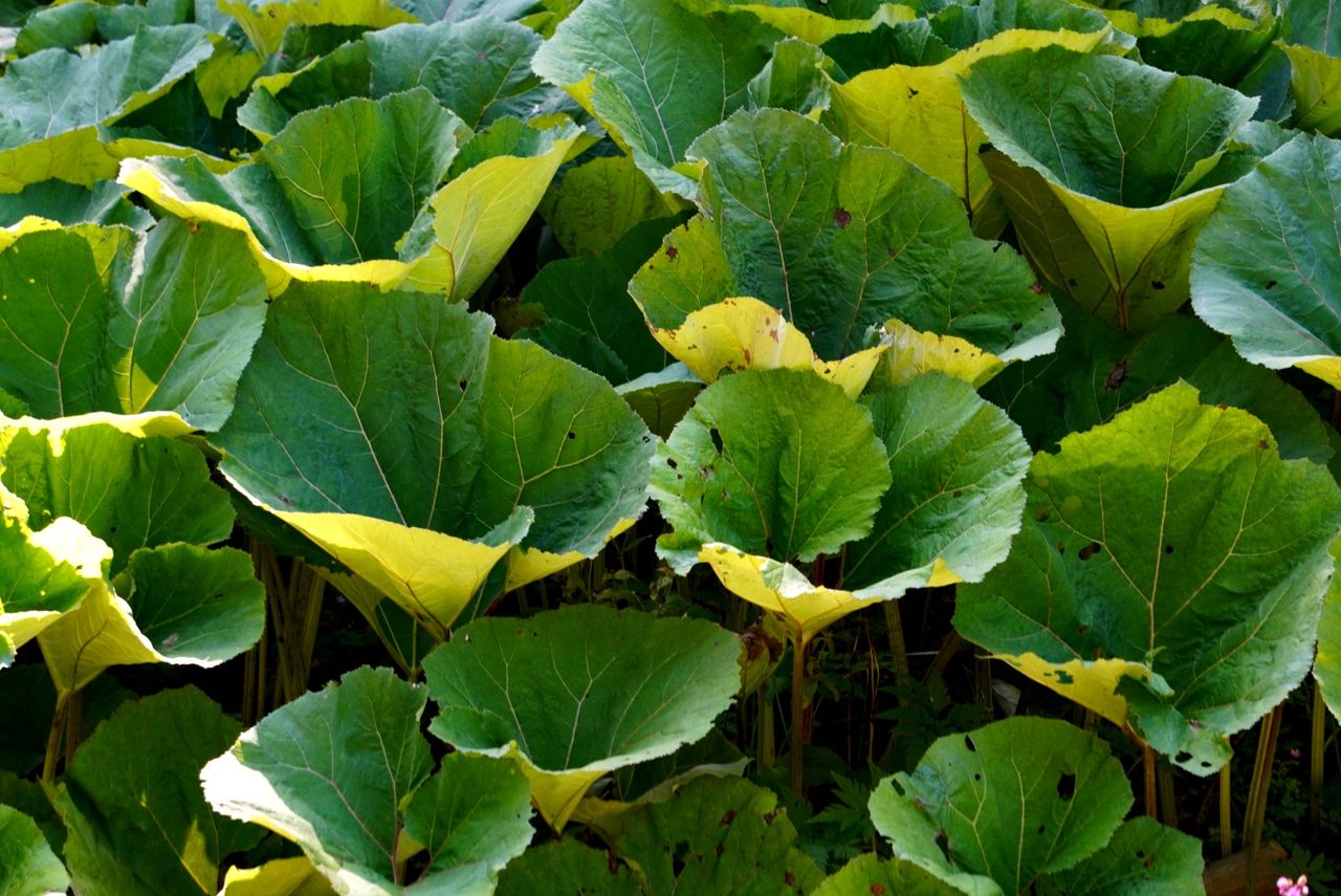 Lepiężnik (Petasites) w Dolinie Lejowej