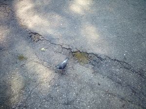 myPhone Luna II aparat główny