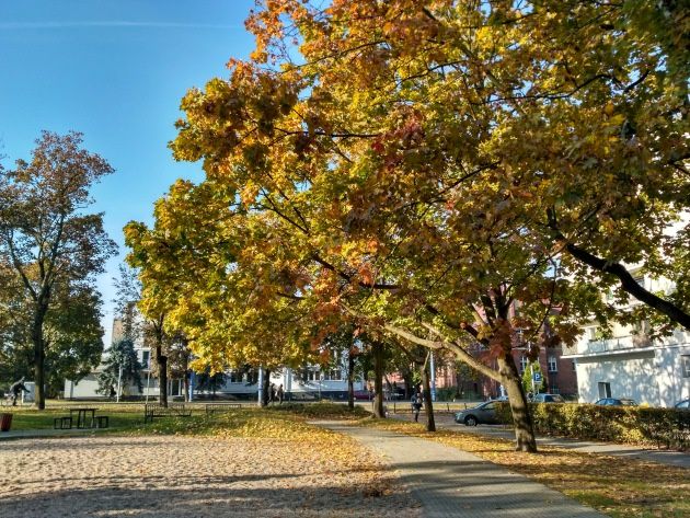 Xiaomi Redmi 3S zdjęcie liście HDR