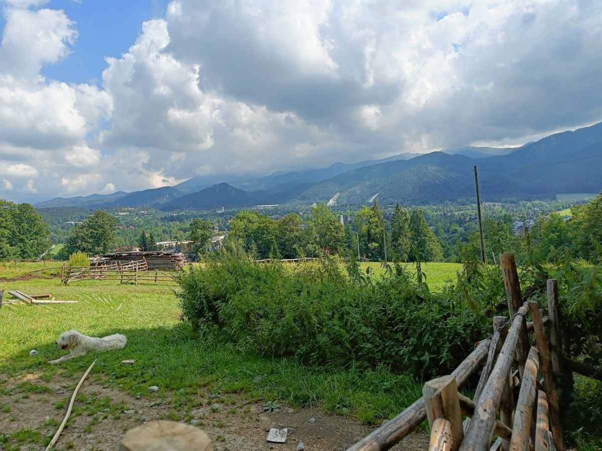 Polana