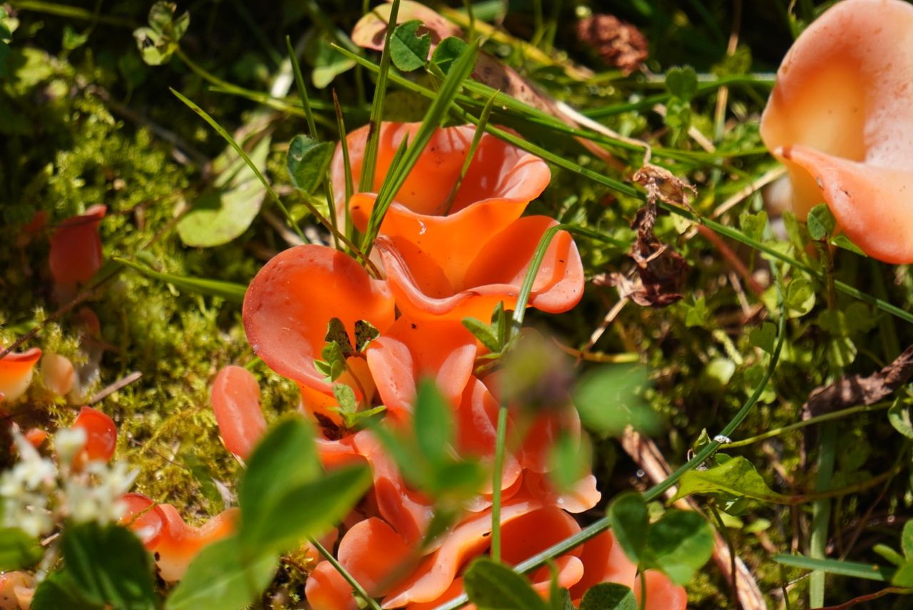 Dzieżka pomarańczowa (Aleuria aurantia) w Dolinie Lejowej