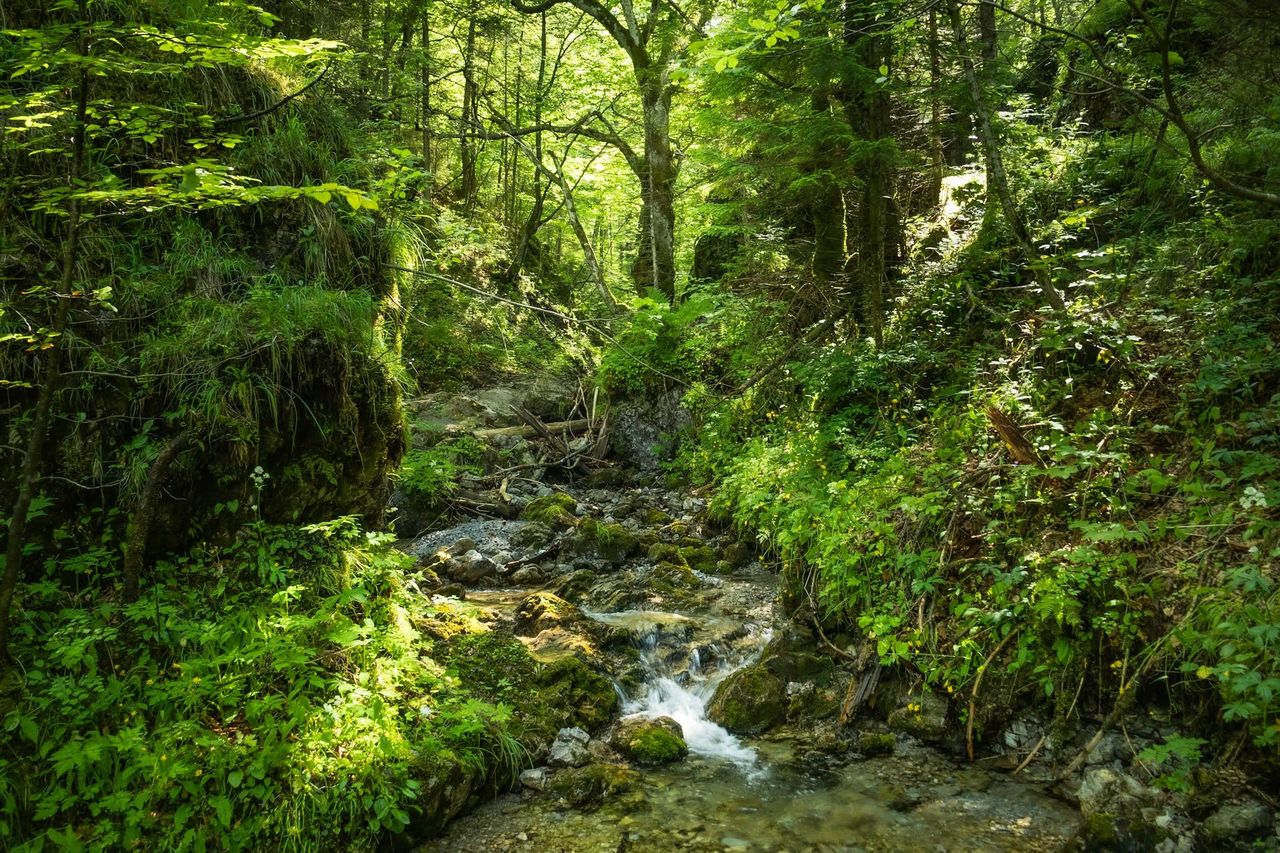 Dzika natura w Dolinie za Bramką