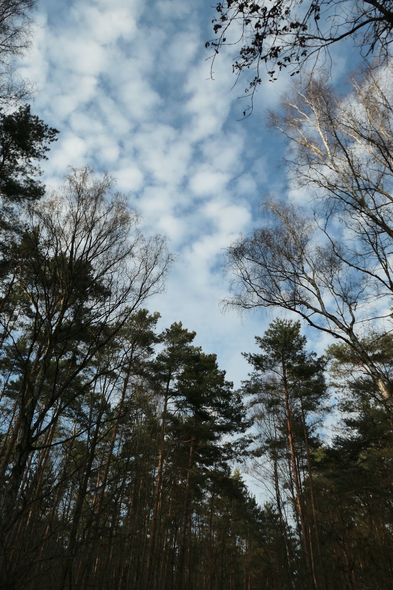 Panasonic Lumix TZ300