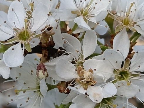Oppo Reno 3 zbliżenie zoom