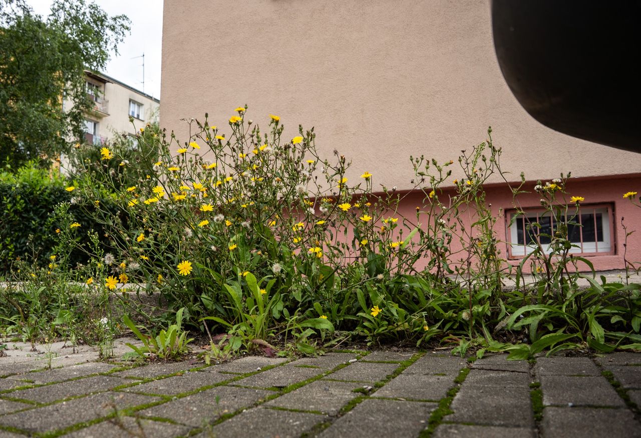 chwasty, zieleń, Piła