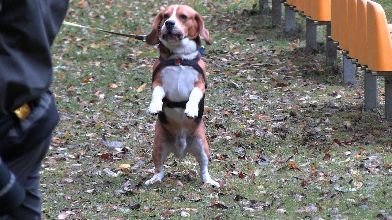 III Psi Spacer w Dobrzycy, psy, Dobrzyca, spacer z psem