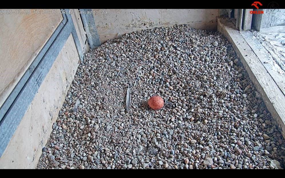 Płockie sokoły wędrowne rozpoczęły sezon lęgowy w Polsce