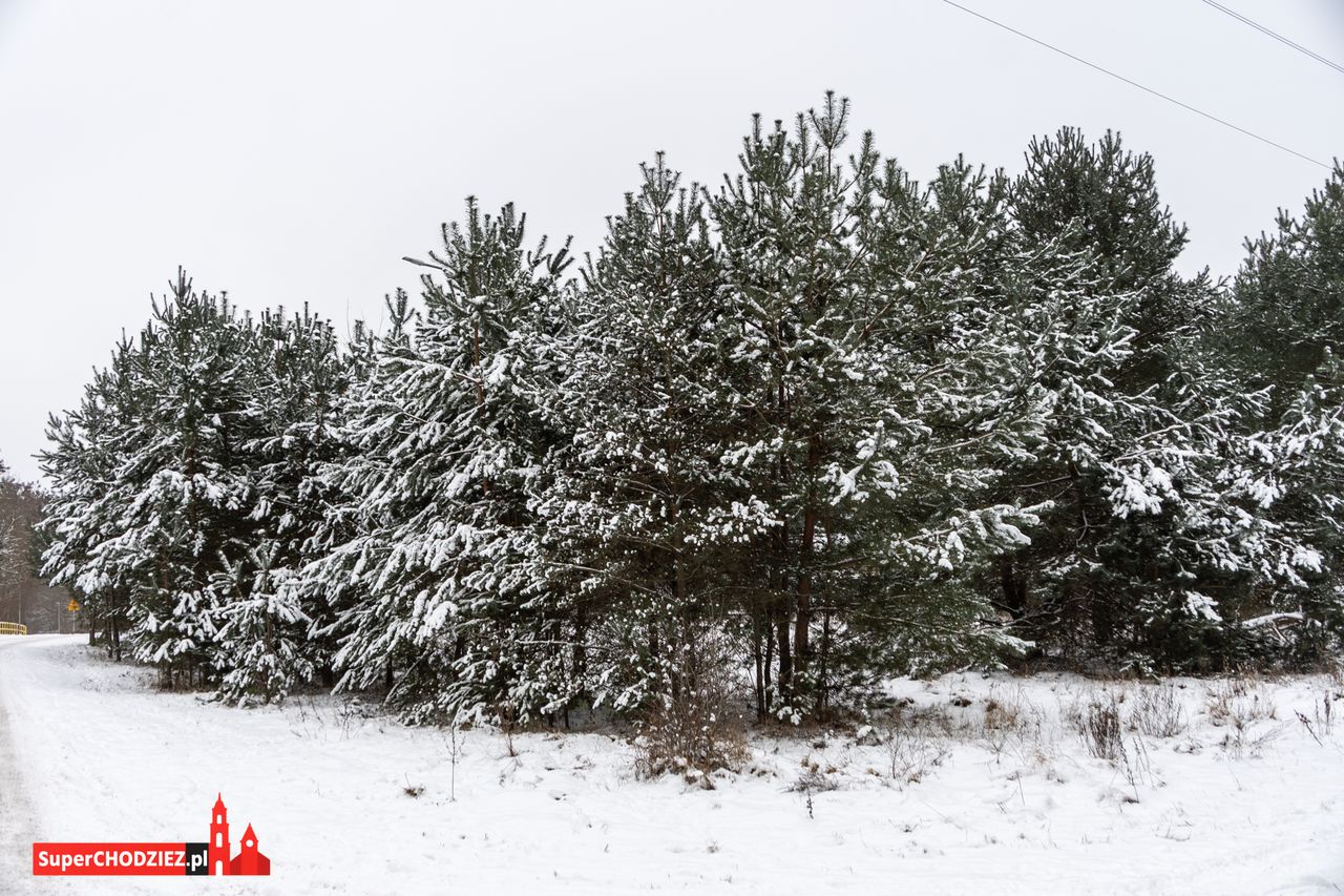 Chodzież, zima, śnieg