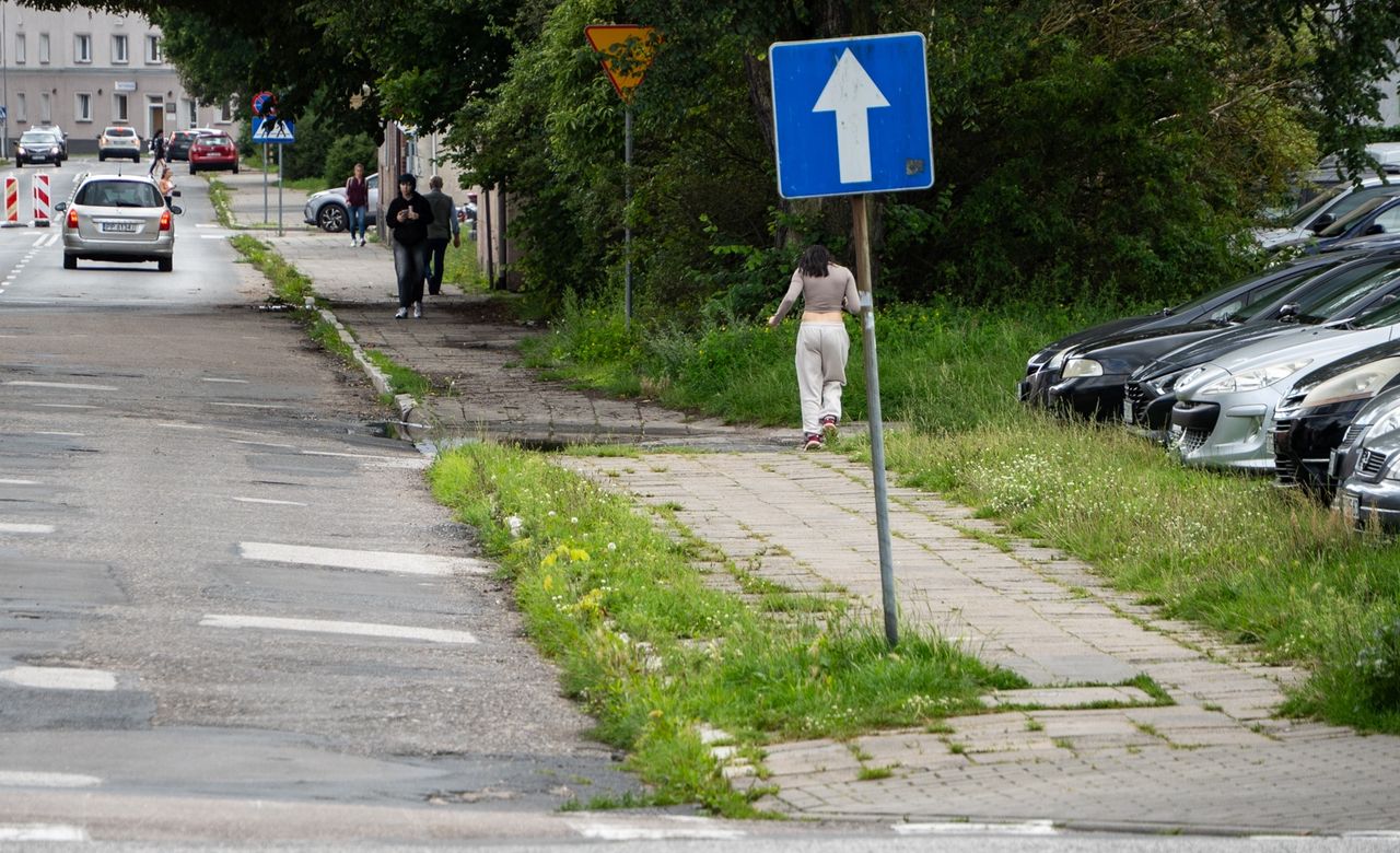 chwasty, zieleń, Piła