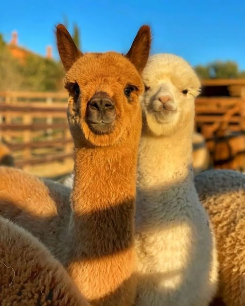 FUNDACJA ELDORADO & KUCYKOMANIA